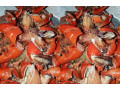 crabbing-at-arabian-sea-karachi-small-0