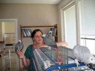 Buy African Grey Parrots And Other Live Birds On Sale