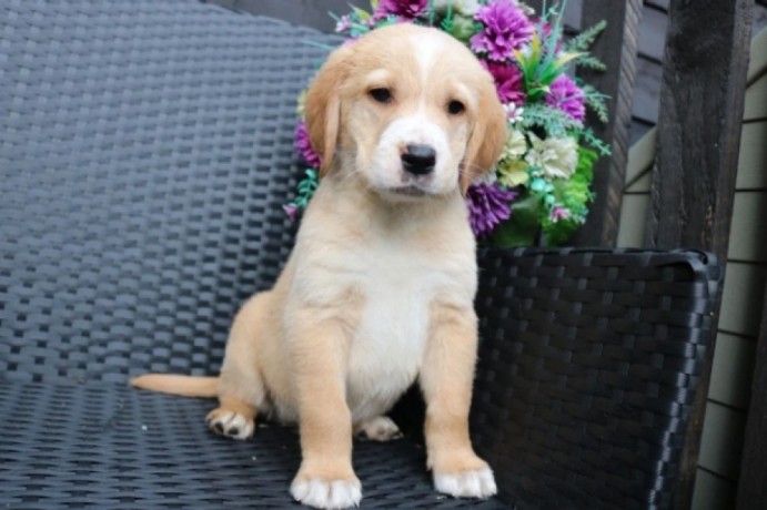 adorable-golden-retriever-puppies-for-sale-big-0