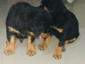 gorgeous-male-and-female-rottweiler-puppies-small-1
