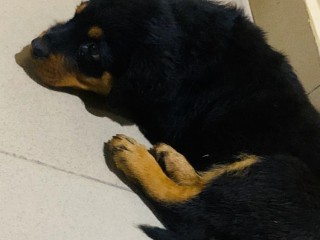 GORGEOUS MALE AND FEMALE ROTTWEILER PUPPIES