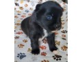 afectionate-pomeranian-puppy-small-0