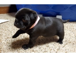 Our Pug Puppies for sale