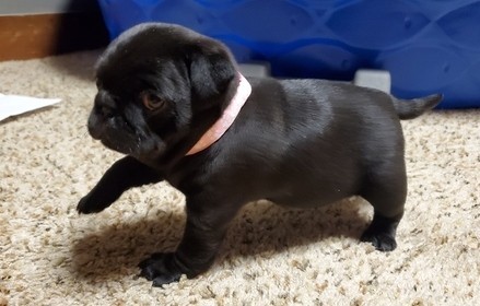 our-pug-puppies-for-sale-big-0