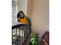 gorgeous-bluegold-macaw-small-0