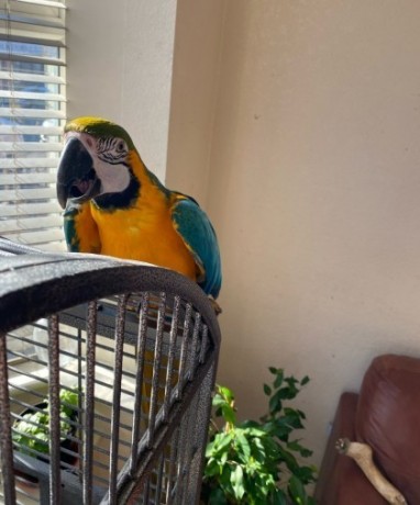 gorgeous-bluegold-macaw-big-0