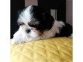 amazing-shih-tzu-ready-for-his-new-home-small-0