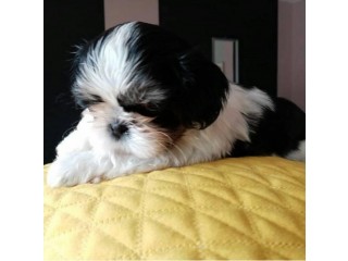 Amazing Shih Tzu ready for his new home