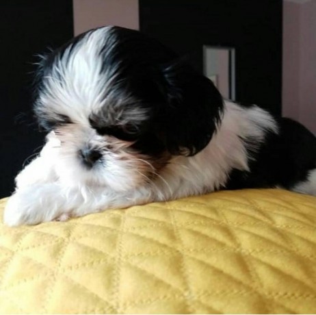 amazing-shih-tzu-ready-for-his-new-home-big-0