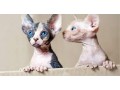 sphynx-and-bengal-kittens-available-for-adoption-small-0