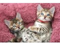 sphynx-and-bengal-kittens-available-for-adoption-small-1