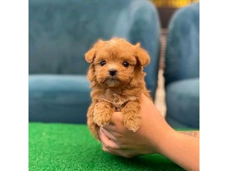 Awesome Toy Poodle puppies all ready for rehoming