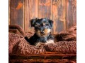 awesome-yorkie-terrier-puppies-all-ready-small-0