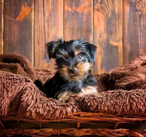 awesome-yorkie-terrier-puppies-all-ready-big-0