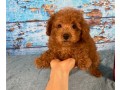 loving-poodle-toy-puppies-for-re-homimg-small-1