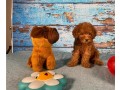 loving-poodle-toy-puppies-for-re-homimg-small-2