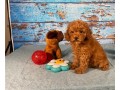 loving-poodle-toy-puppies-for-re-homimg-small-0