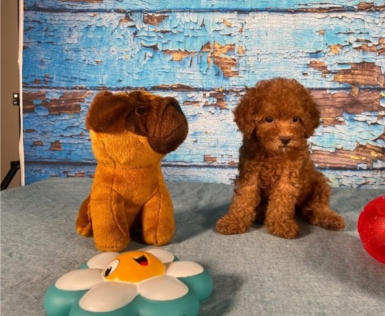 loving-poodle-toy-puppies-for-re-homimg-big-2