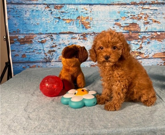 loving-poodle-toy-puppies-for-re-homimg-big-0