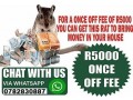 27782830887-money-spell-magic-ring-wallet-and-rats-in-durban-pietermaritzburgeast-london-and-cape-town-south-africa-small-2