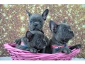 blue-eyes-french-bulldogs-puppies-text-us-at-217471-7677-small-1