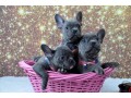 blue-eyes-french-bulldogs-puppies-text-us-at-217471-7677-small-2