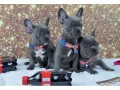 blue-eyes-french-bulldogs-puppies-text-us-at-217471-7677-small-0