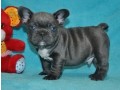 pure-blue-eyes-french-bulldogs-puppiestext-us-at-217471-7677-small-0