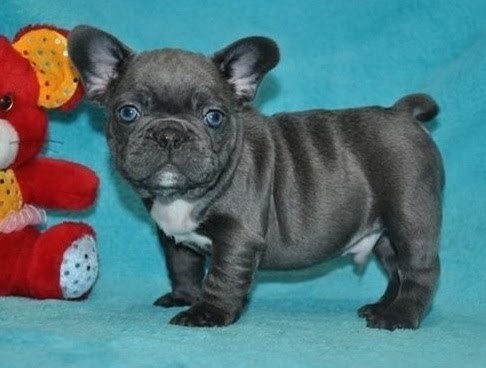 pure-blue-eyes-french-bulldogs-puppiestext-us-at-217471-7677-big-0