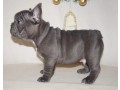 2-blue-eyes-french-bulldogs-puppies-text-us-at-217471-7677-small-0