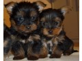 two-registered-yorkshire-terrier-shih-tzu-and-maltese-small-0