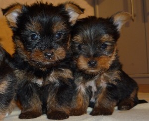 two-registered-yorkshire-terrier-shih-tzu-and-maltese-big-0