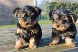two-registered-yorkshire-terrier-shih-tzu-and-maltese-big-0