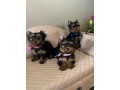 two-registered-yorkshire-terrier-shih-tzu-and-maltese-small-0