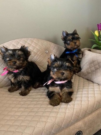 two-registered-yorkshire-terrier-shih-tzu-and-maltese-big-0