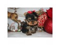 two-registered-yorkshire-terrier-shih-tzu-and-maltese-small-0