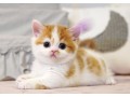 munchkin-kittens-for-sale-small-0