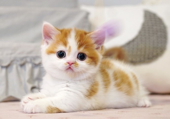 munchkin-kittens-for-sale-big-0