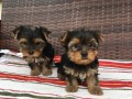 teacup-yorkie-puppies-text-1-330-910-0534-small-0