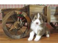 australian-shepherd-text-330-910-0534-small-0