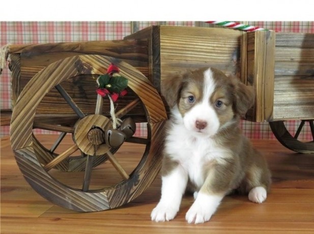 australian-shepherd-text-330-910-0534-big-0