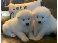 purebred-samoyed-text-330-910-0534-small-0