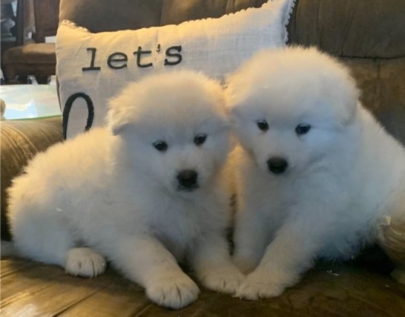 purebred-samoyed-text-330-910-0534-big-0