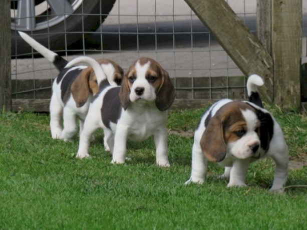 beagle-pups-available-text-330-910-0534-big-0