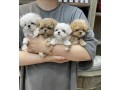 maltipoo-and-cavapoo-puppies-for-sale-small-0