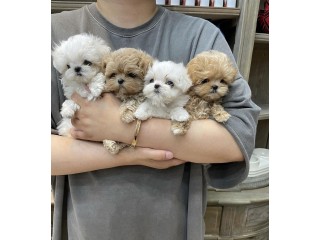Maltipoo And Cavapoo Puppies For Sale