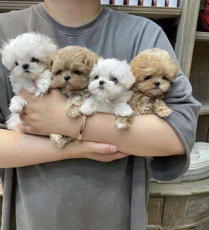 maltipoo-and-cavapoo-puppies-for-sale-big-0