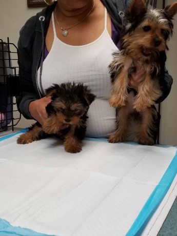 yorkshire-terrier-puppies-big-0