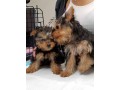yorkshire-terrier-puppies-available-small-0