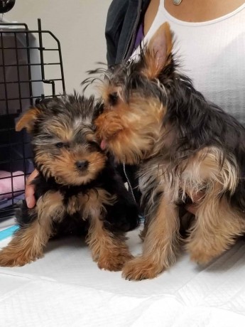 yorkshire-terrier-puppies-available-big-0